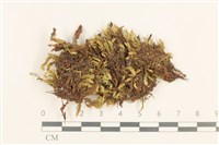 登錄號:B00003105藏品圖，第1張