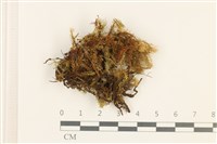 登錄號:B00003108藏品圖，第1張