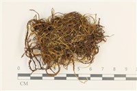 多疣懸蘚藏品圖，第1張