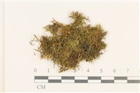 登錄號:B00003141藏品圖，第1張