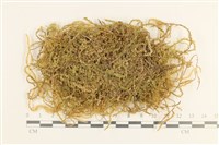 登錄號:B00003142藏品圖，第1張