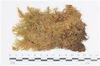 登錄號:B00003154藏品圖，第1張