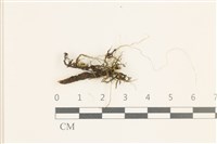 多疣懸蘚藏品圖，第1張