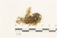 登錄號:B00003200藏品圖，第1張