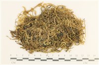 登錄號:B00003206藏品圖，第1張