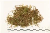 登錄號:B00003221藏品圖，第1張