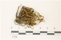 登錄號:B00003222藏品圖，第1張