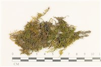 登錄號:B00003224藏品圖，第1張