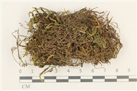 登錄號:B00003225藏品圖，第1張