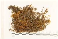 登錄號:B00003260藏品圖，第1張