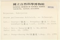 黃色真蘚藏品圖，第2張