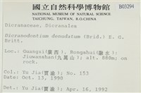 青毛苔藏品圖，第2張