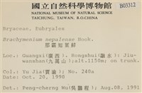 那霸短月蘚藏品圖，第2張