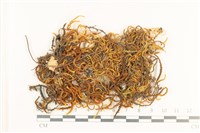 登錄號:B00003314藏品圖，第1張