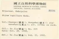 細葉真蘚藏品圖，第2張