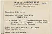 那霸短月蘚藏品圖，第2張