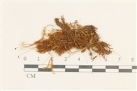 登錄號:B00003383藏品圖，第1張
