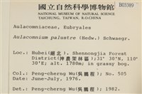 沼澤皺蒴蘚藏品圖，第2張