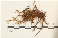 沼澤皺蒴蘚藏品圖，第1張