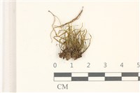 登錄號:B00003395藏品圖，第1張