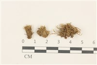 真蘚藏品圖，第1張