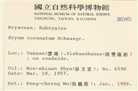 蕊形真蘚藏品圖，第2張