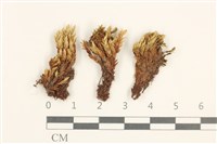 登錄號:B00003402藏品圖，第1張