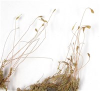 葫蘆蘚藏品圖，第3張