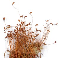 葫蘆蘚藏品圖，第3張