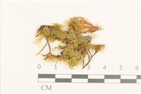 灰果蘚藏品圖，第1張