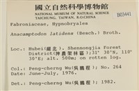 反齒蘚藏品圖，第2張