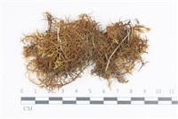 山羽蘚藏品圖，第1張