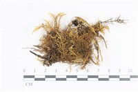 山羽蘚藏品圖，第1張