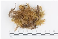 登錄號:B00003451藏品圖，第1張