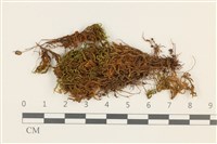 登錄號:B00003452藏品圖，第1張