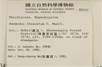 碎葉牛舌蘚藏品圖，第2張