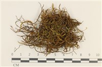 登錄號:B00003455藏品圖，第1張