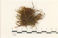 登錄號:B00003456藏品圖，第1張