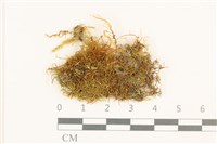 登錄號:B00003458藏品圖，第1張