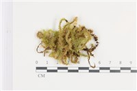 登錄號:B00003482藏品圖，第1張