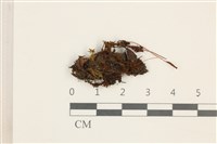 登錄號:B00003520藏品圖，第1張