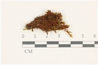 索氏叢本蘚藏品圖，第1張