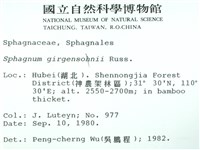 白齒泥炭蘚藏品圖，第2張
