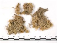 白齒泥炭蘚藏品圖，第3張