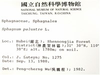大泥炭蘚藏品圖，第2張