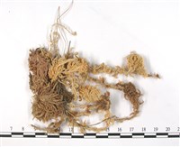 大泥炭蘚藏品圖，第1張