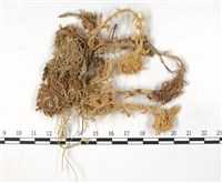 大泥炭蘚藏品圖，第3張