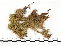 粗葉泥炭蘚藏品圖，第3張