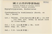 粗齒雉尾蘚藏品圖，第2張