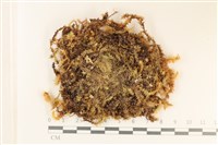 登錄號:B00003591藏品圖，第1張